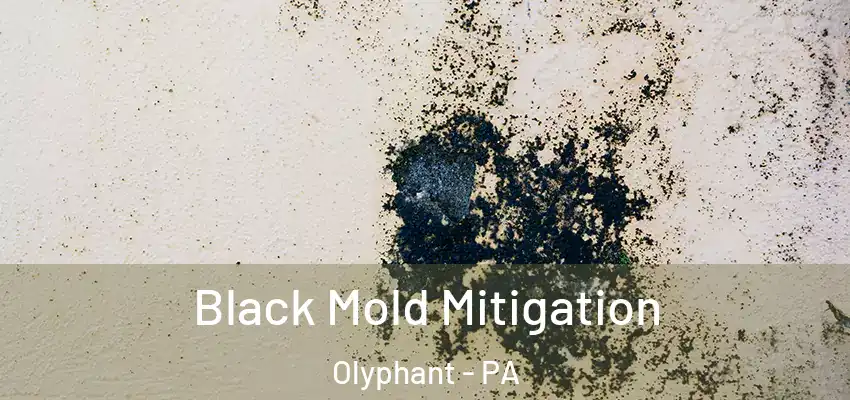 Black Mold Mitigation Olyphant - PA