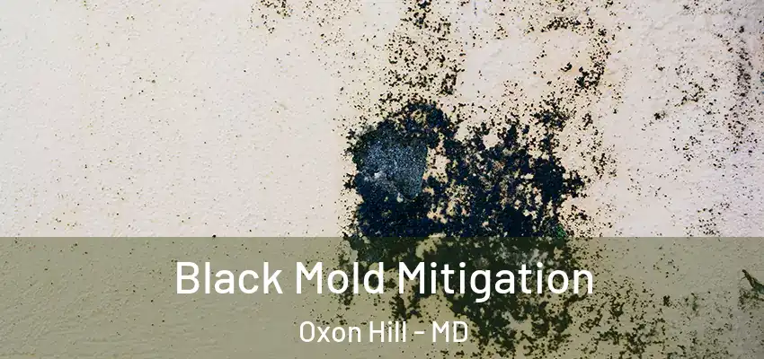 Black Mold Mitigation Oxon Hill - MD