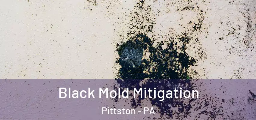 Black Mold Mitigation Pittston - PA