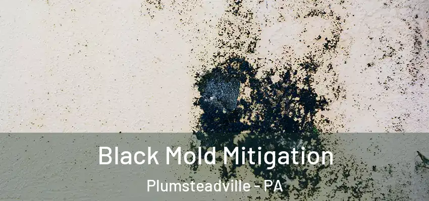 Black Mold Mitigation Plumsteadville - PA