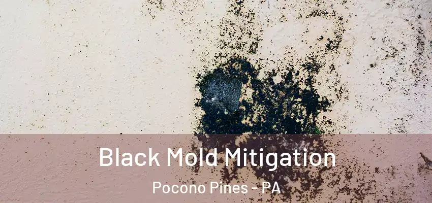 Black Mold Mitigation Pocono Pines - PA