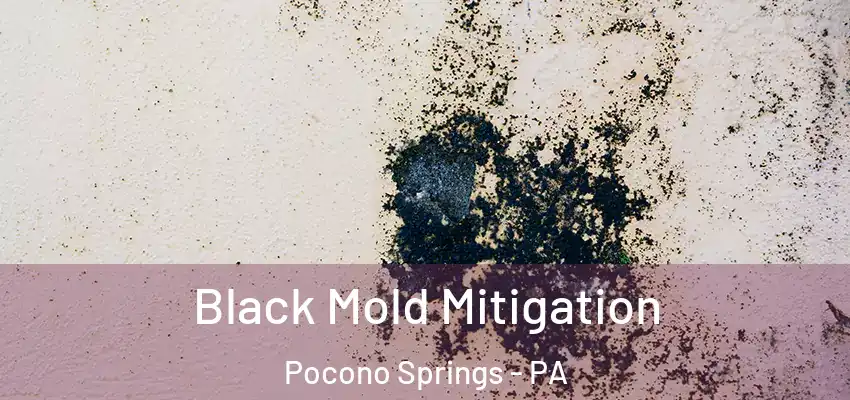 Black Mold Mitigation Pocono Springs - PA