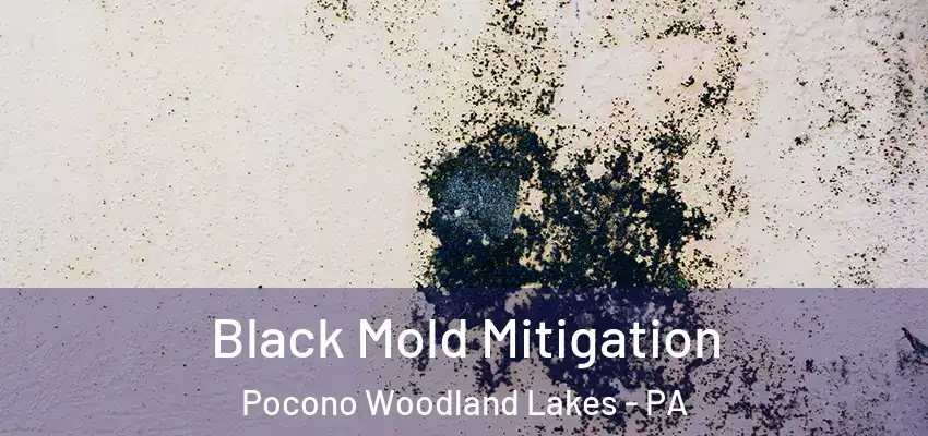 Black Mold Mitigation Pocono Woodland Lakes - PA