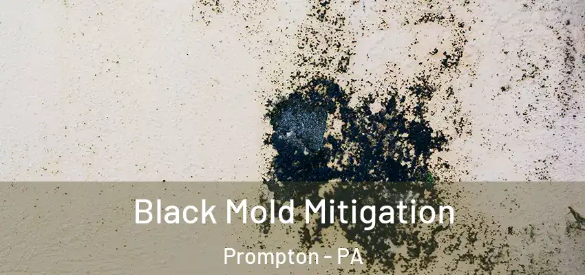 Black Mold Mitigation Prompton - PA