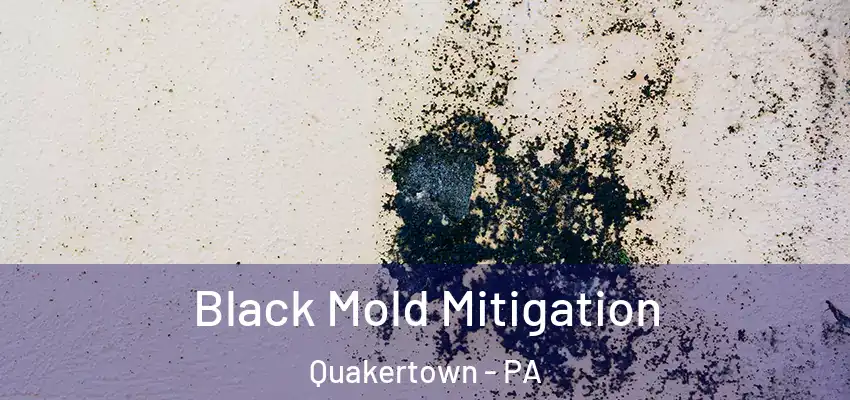 Black Mold Mitigation Quakertown - PA