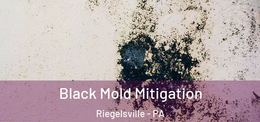 Black Mold Mitigation Riegelsville - PA