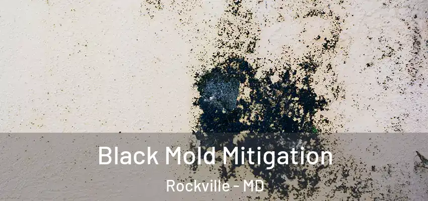 Black Mold Mitigation Rockville - MD
