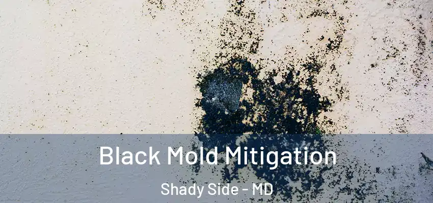  Black Mold Mitigation Shady Side - MD