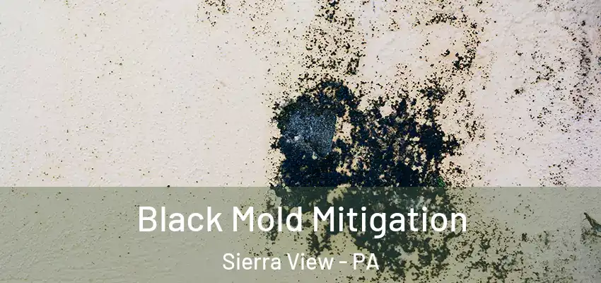 Black Mold Mitigation Sierra View - PA