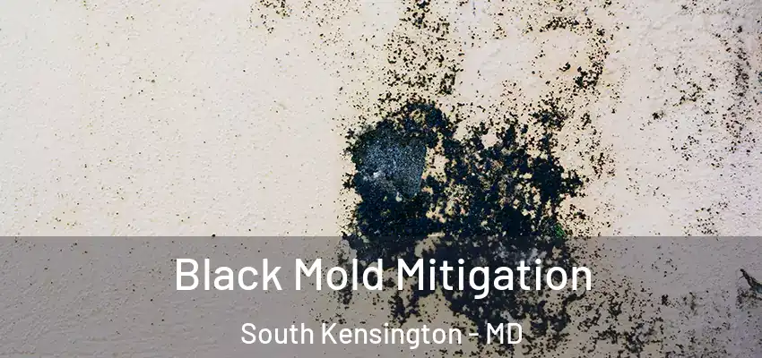 Black Mold Mitigation South Kensington - MD