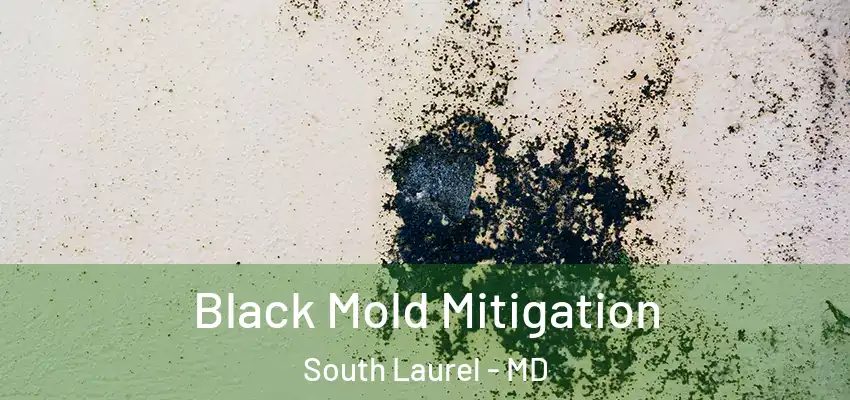 Black Mold Mitigation South Laurel - MD
