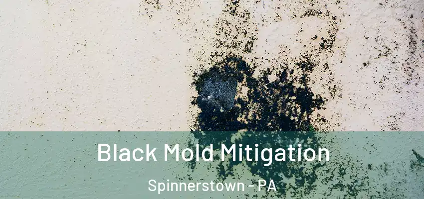 Black Mold Mitigation Spinnerstown - PA