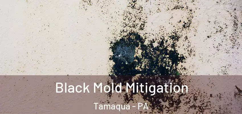 Black Mold Mitigation Tamaqua - PA