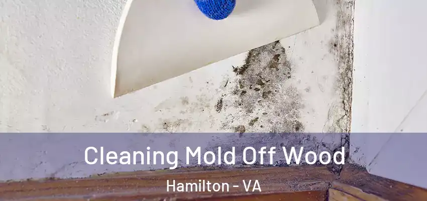 Cleaning Mold Off Wood Hamilton - VA