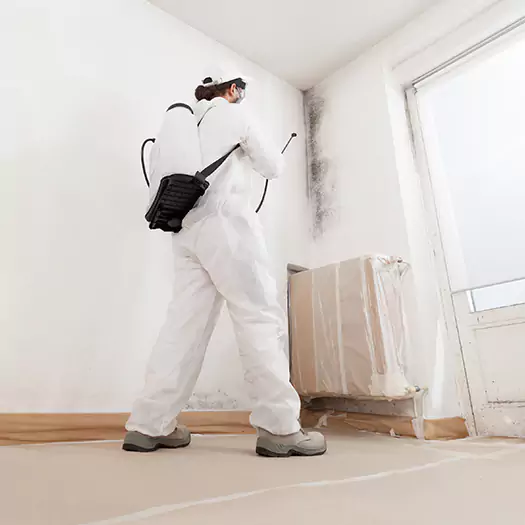 Trusted Black Mold Clean Up Experts in Scranton, PA