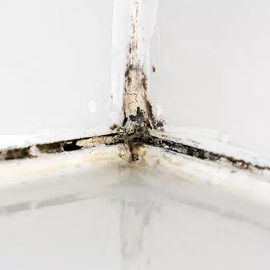 Trusted Black Mold in Shower Experts in Scranton, PA