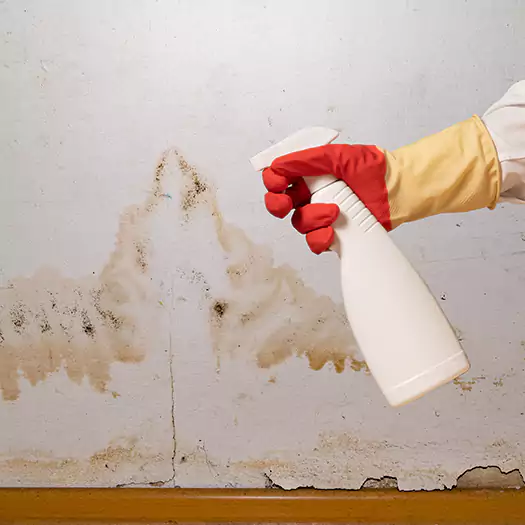 Trusted Black Mold Mitigation Specialists in Scranton, PA