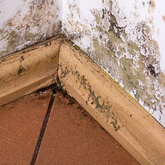 Trusted Cleaning Mold Off Wood Specialists in Scranton, PA