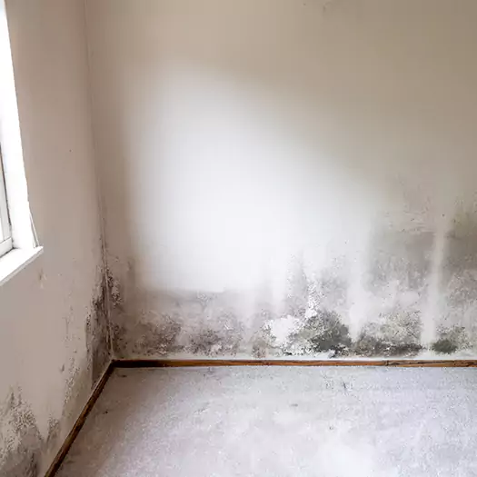 Trusted Mold Cleanup Specialists in Scranton, PA