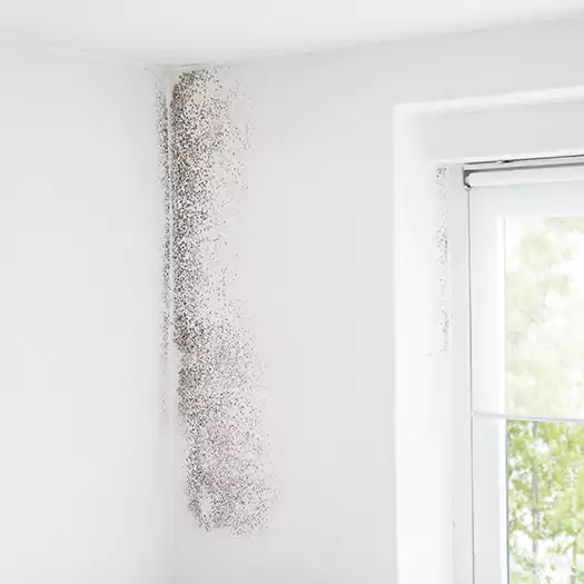 Trusted Mold Eradication Professionals Serving in Scranton, PA