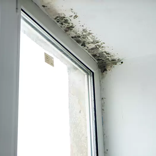 Trusted Mold on Bathroom Ceiling Experts in Scranton, PA