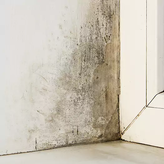 Skilled Mold on Drywall Experts in Scranton, PA