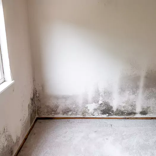 Trusted Mold on the Wall Experts in Scranton, PA