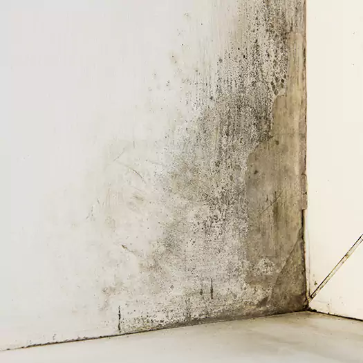 #1 Mold Remediation and Removal Experts in Scranton, PA