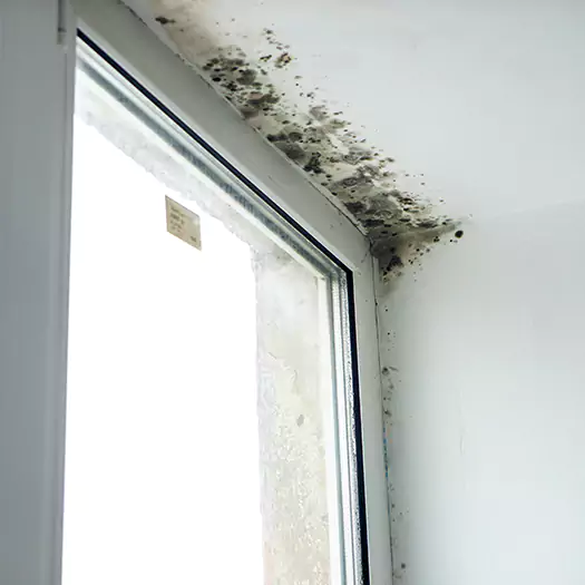 Reliable Mold Treatment Specialists in Scranton, PA