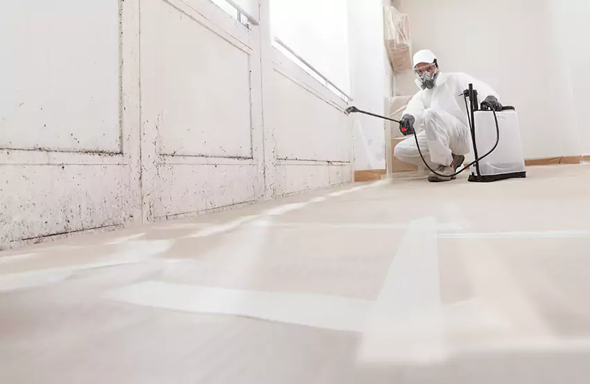 Professional Mold Remediation & Restoration Experts in Archbald, PA