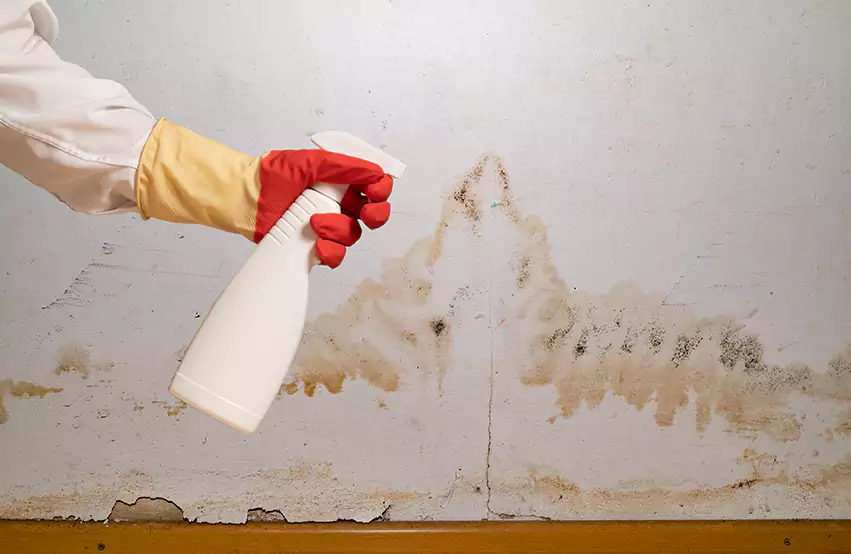 Prevent Future Mold in Archbald, PA