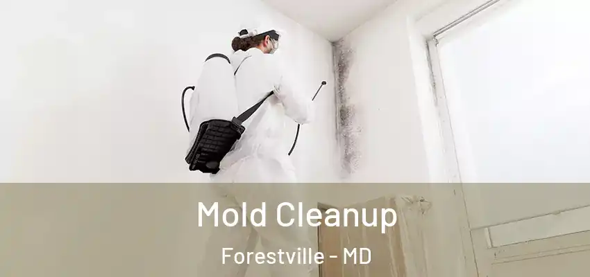 Mold Cleanup Forestville - MD