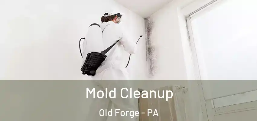 Mold Cleanup Old Forge - PA