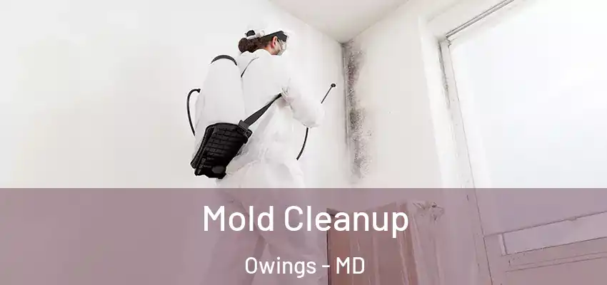 Mold Cleanup Owings - MD