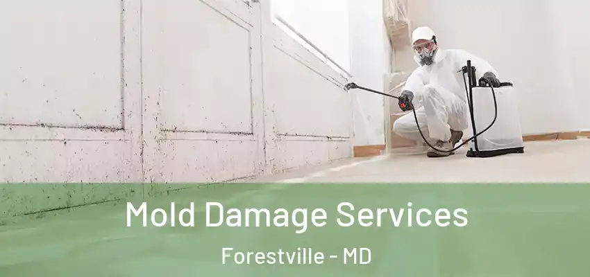 Mold Damage Services Forestville - MD