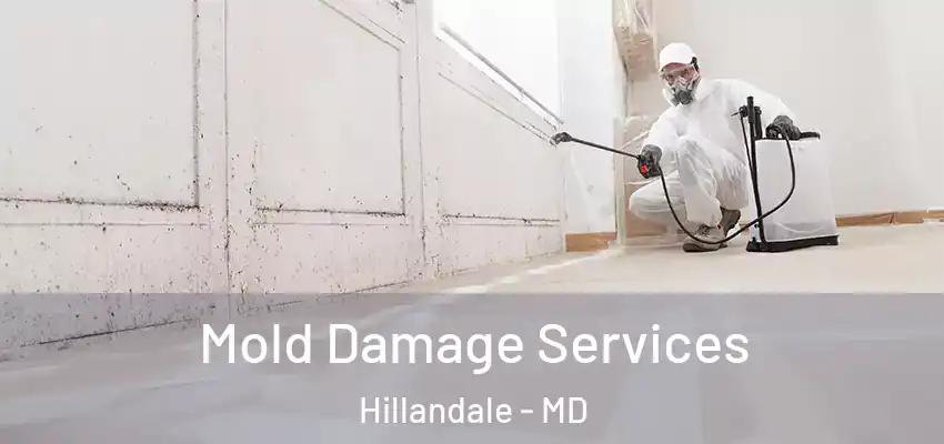 Mold Damage Services Hillandale - MD