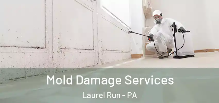 Mold Damage Services Laurel Run - PA
