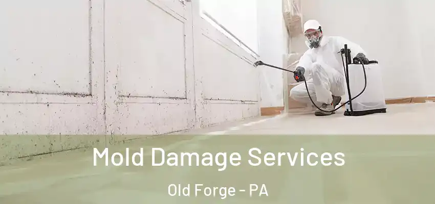 Mold Damage Services Old Forge - PA