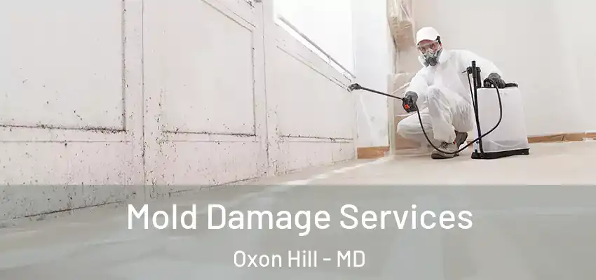 Mold Damage Services Oxon Hill - MD