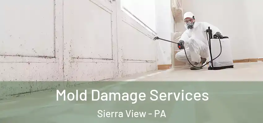  Mold Damage Services Sierra View - PA