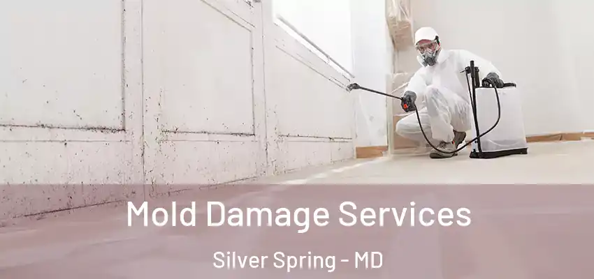 Mold Damage Services Silver Spring - MD