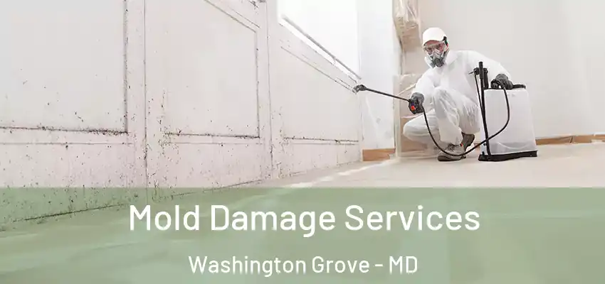 Mold Damage Services Washington Grove - MD