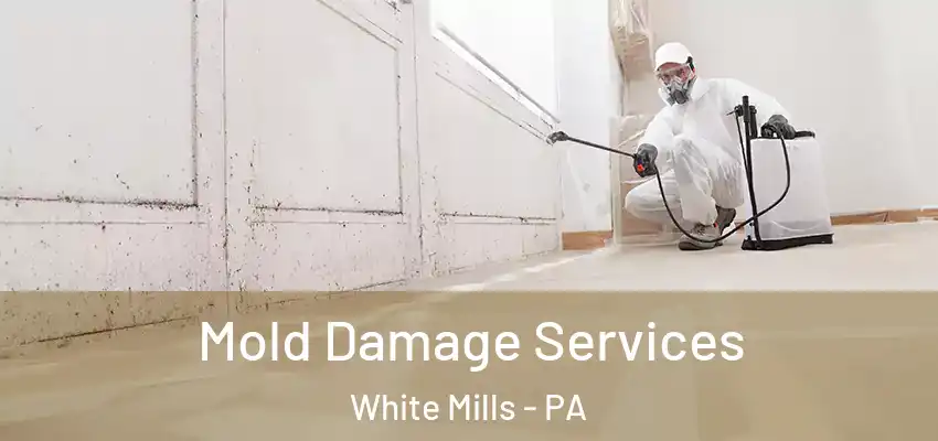Mold Damage Services White Mills - PA