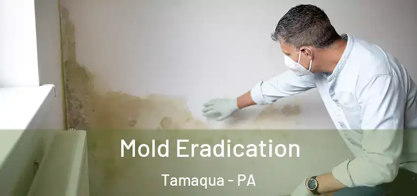 Mold Eradication Tamaqua - PA