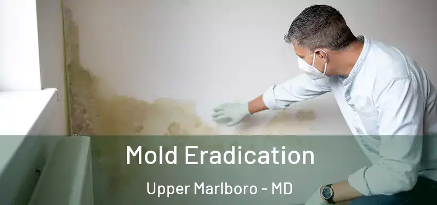  Mold Eradication Upper Marlboro - MD