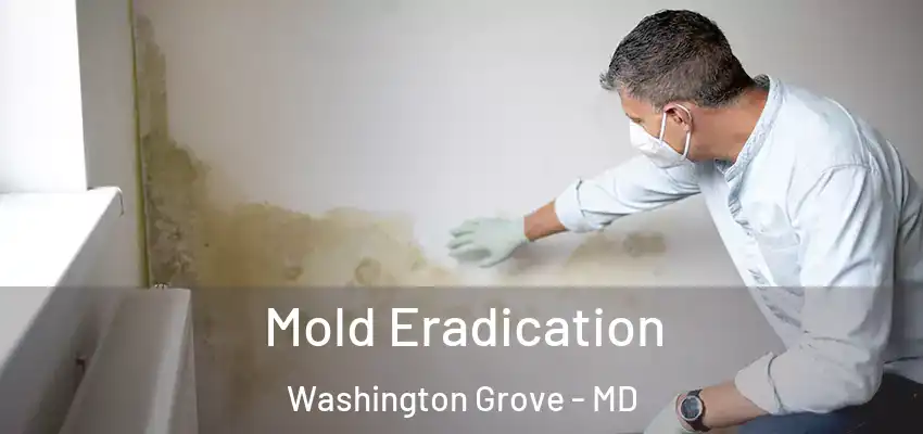 Mold Eradication Washington Grove - MD