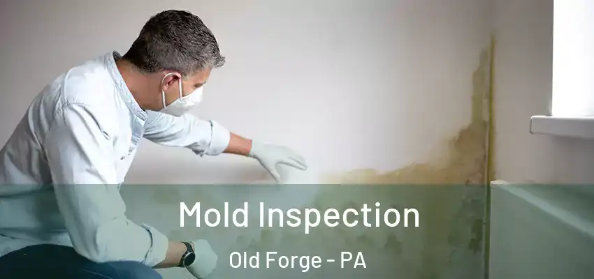 Mold Inspection Old Forge - PA