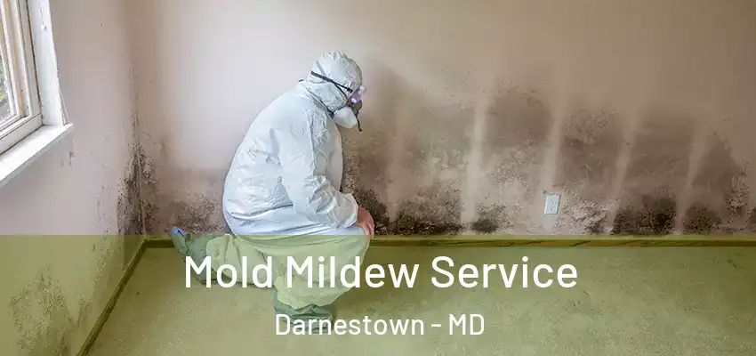 Mold Mildew Service Darnestown - MD