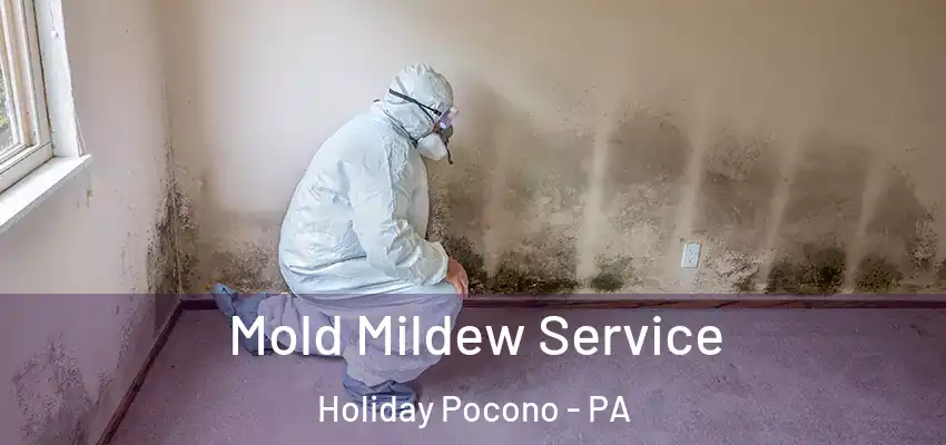 Mold Mildew Service Holiday Pocono - PA