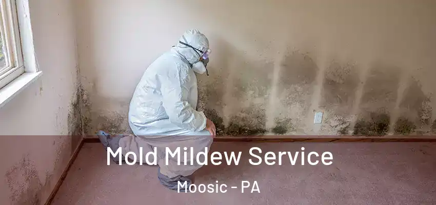 Mold Mildew Service Moosic - PA